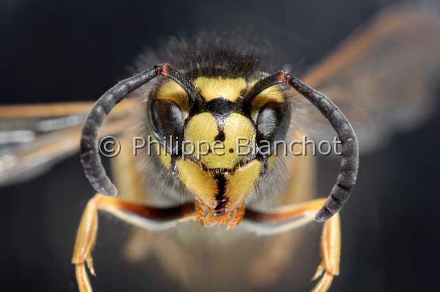 paravespula germanica 2.JPG - Paravespula germanicaGuêpe germanique (femelle)German YellowjacketHymenoptera, VespidaeFrance